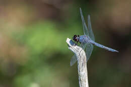 Image of Eastern Pondhawk