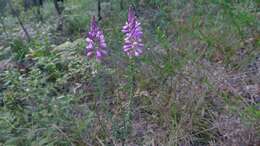 Image of milkwort