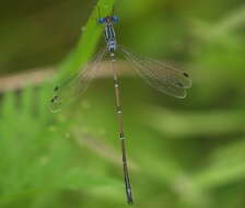 Image of Slender Spreadwing