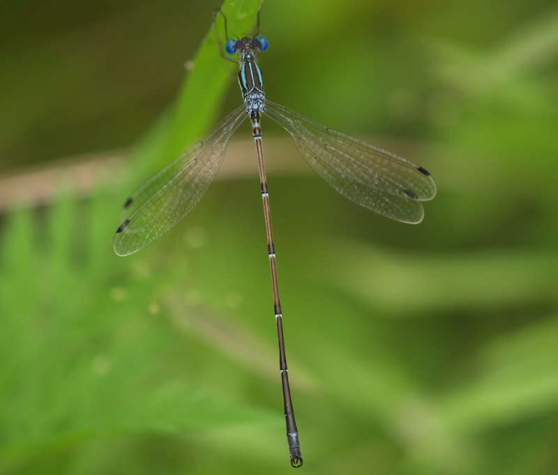 Image of Slender Spreadwing