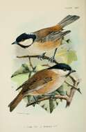 صورة Periparus Sélys-Longchamps 1884