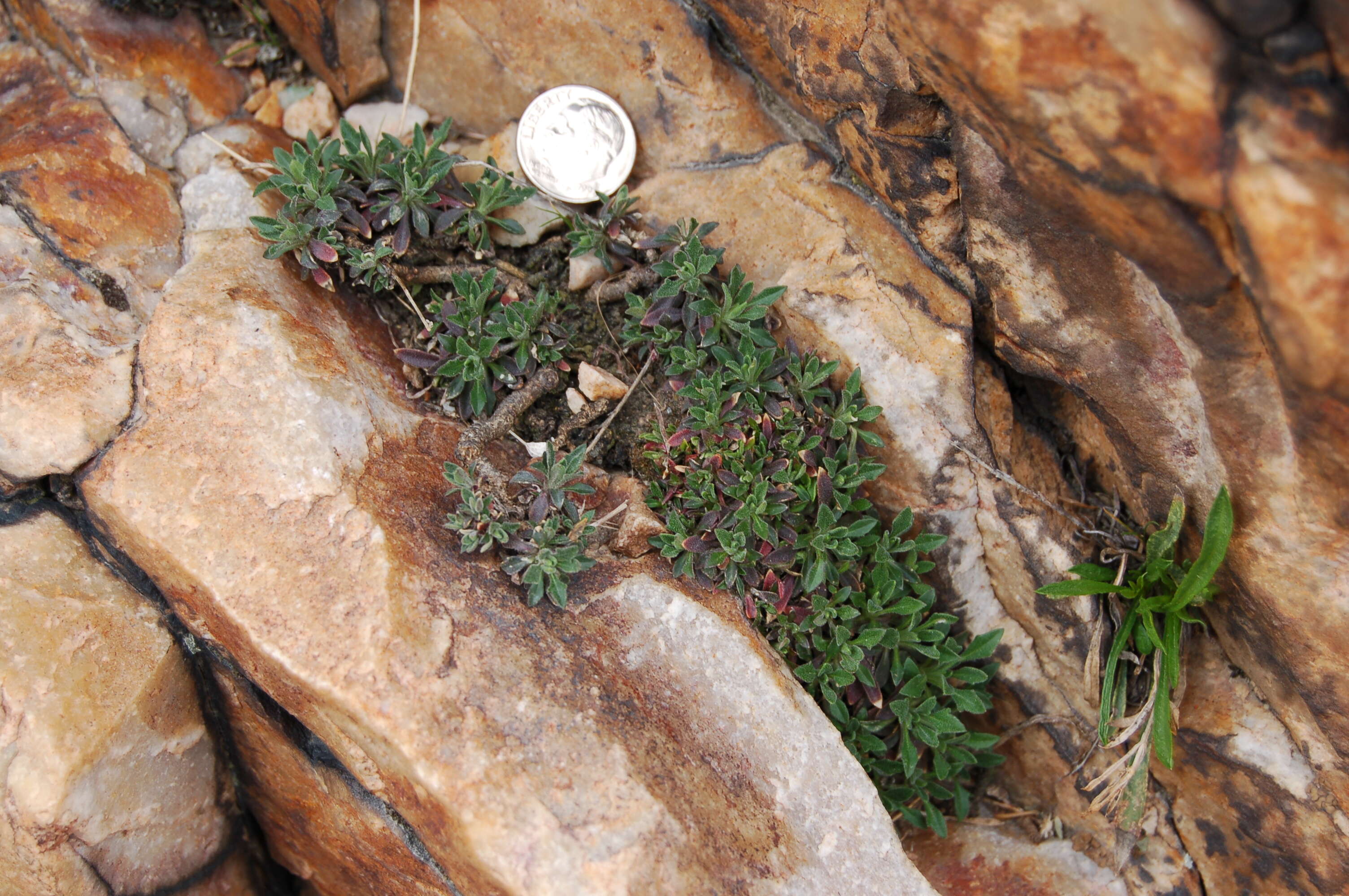 Image of littleleaf rockcress