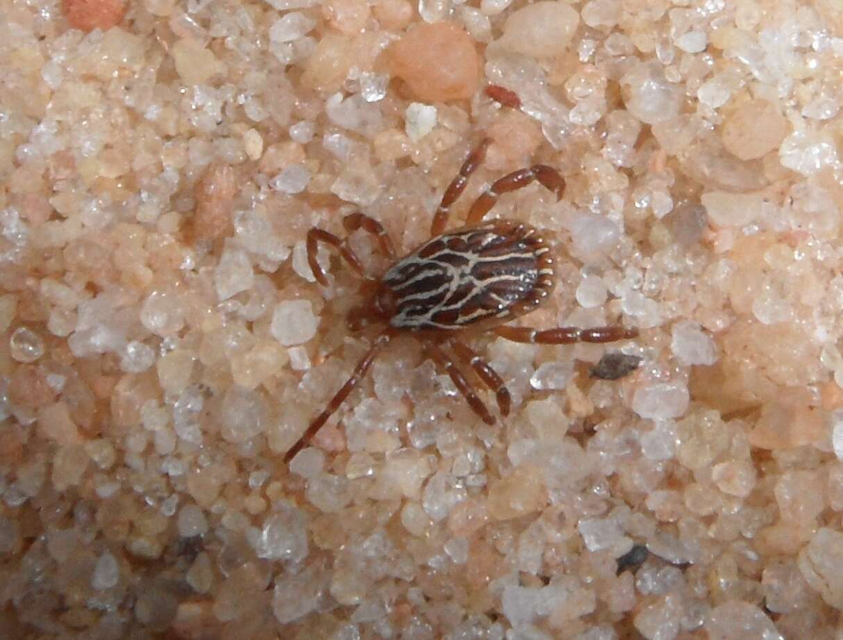 Image of Gulf Coast Tick