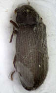 Image of Furniture beetle