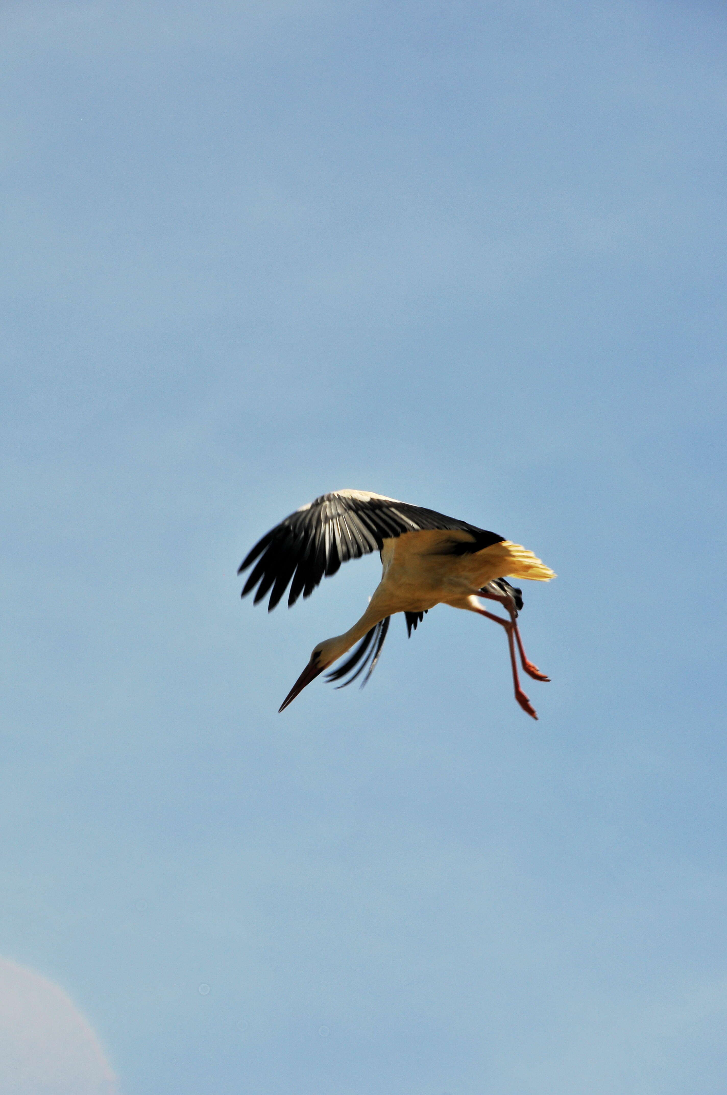 Image of White Stork