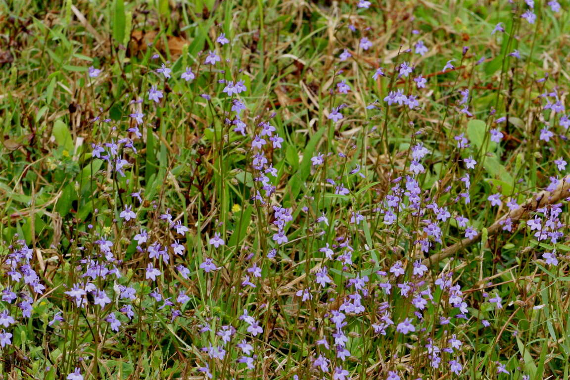 Image de Lobelia feayana A. Gray