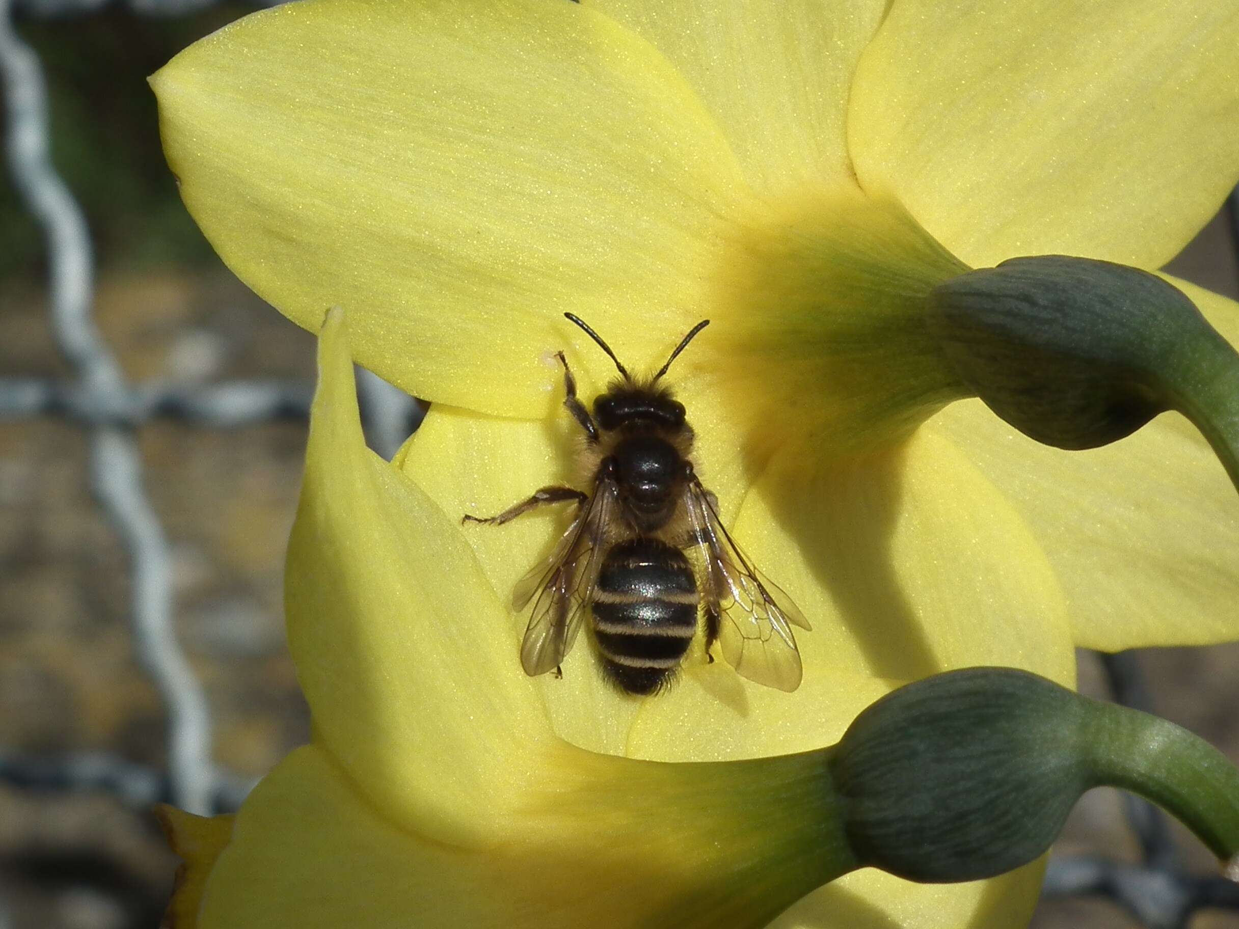 Image of Andrena flavipes Panzer 1799