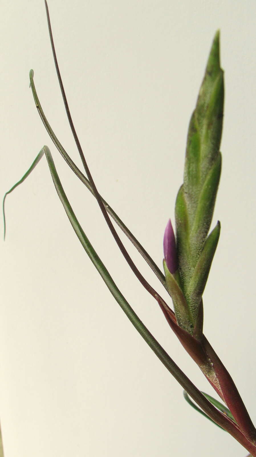 Image of bulbous airplant