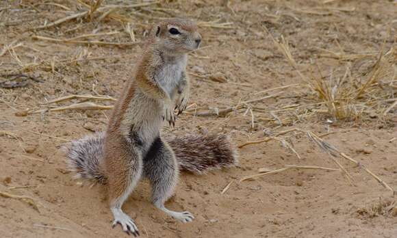 Слика од Xerus subgen. Geosciurus Smith 1834