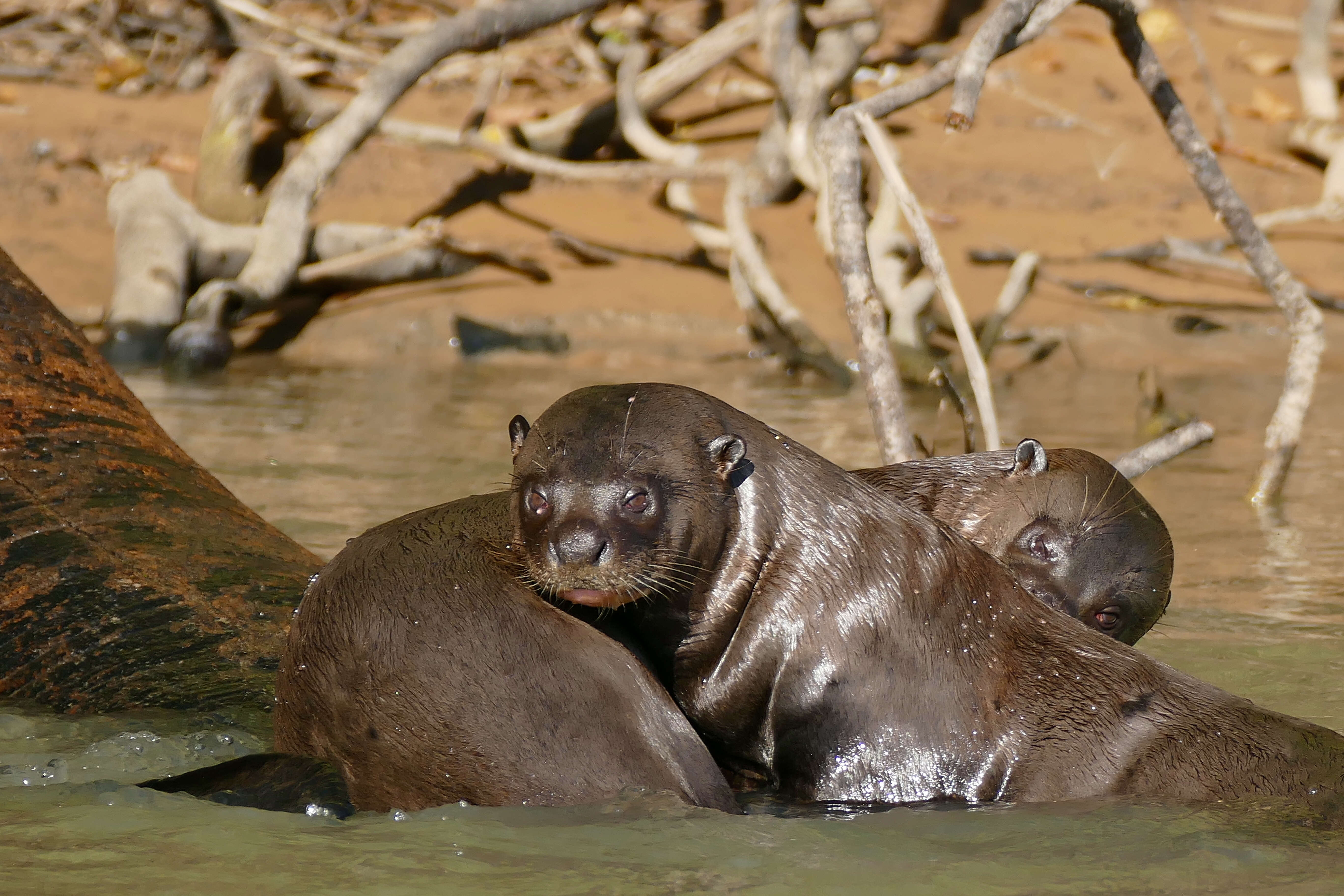 Image of giant otter