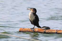 Plancia ëd Phalacrocorax lucidus (Lichtenstein & Mhk 1823)