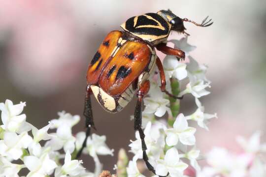 Image of Delta Flower Scarab