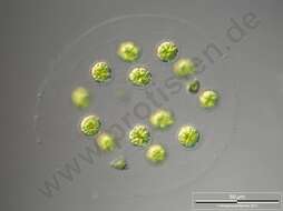 Image of chlorophytes