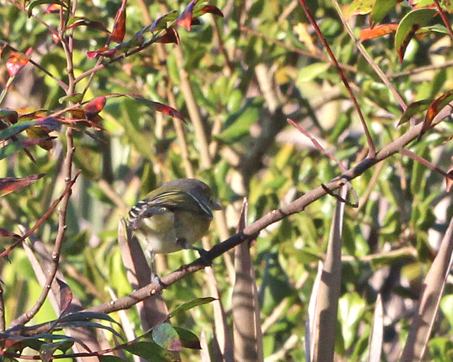 Plancia ëd Vireo Vieillot 1808