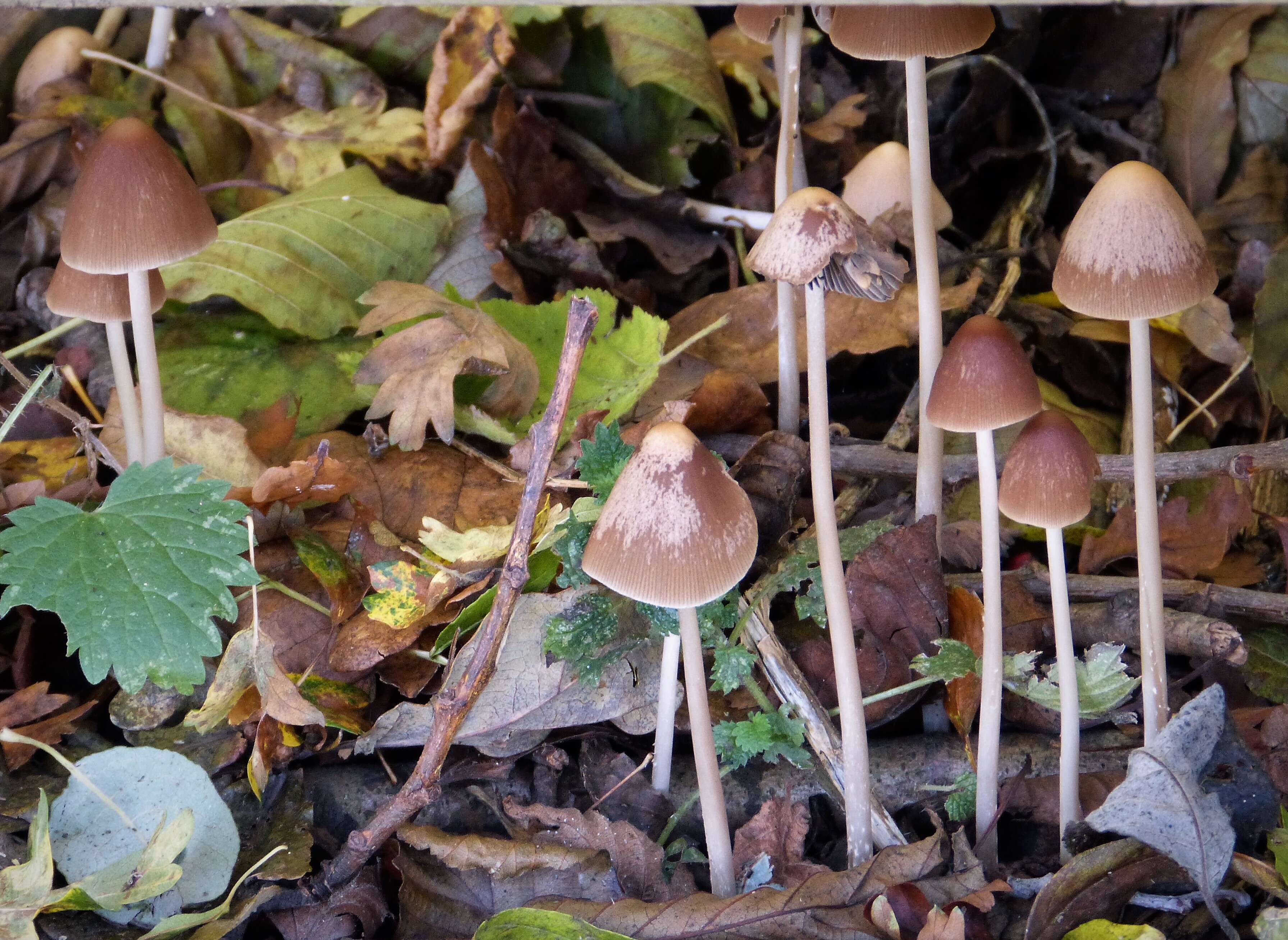 Imagem de Psathyrella microrhiza (Lasch) Konrad & Maubl. 1949