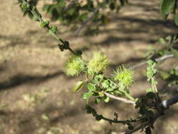 Plancia ëd Pithecellobium dulce (Roxb.) Benth.