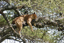 Image of big cats