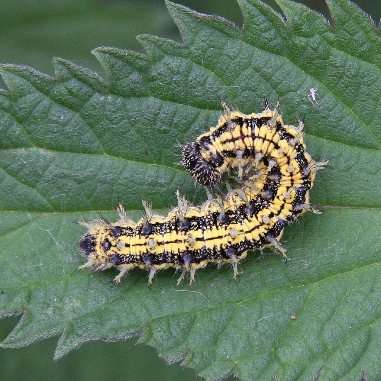 Plancia ëd Aglais urticae Linnaeus 1758