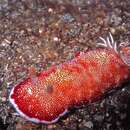 Image de Chromodoris reticulata (Pease 1866)