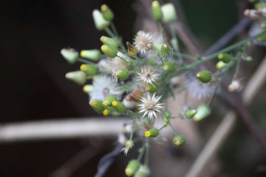 Image of camphorweed