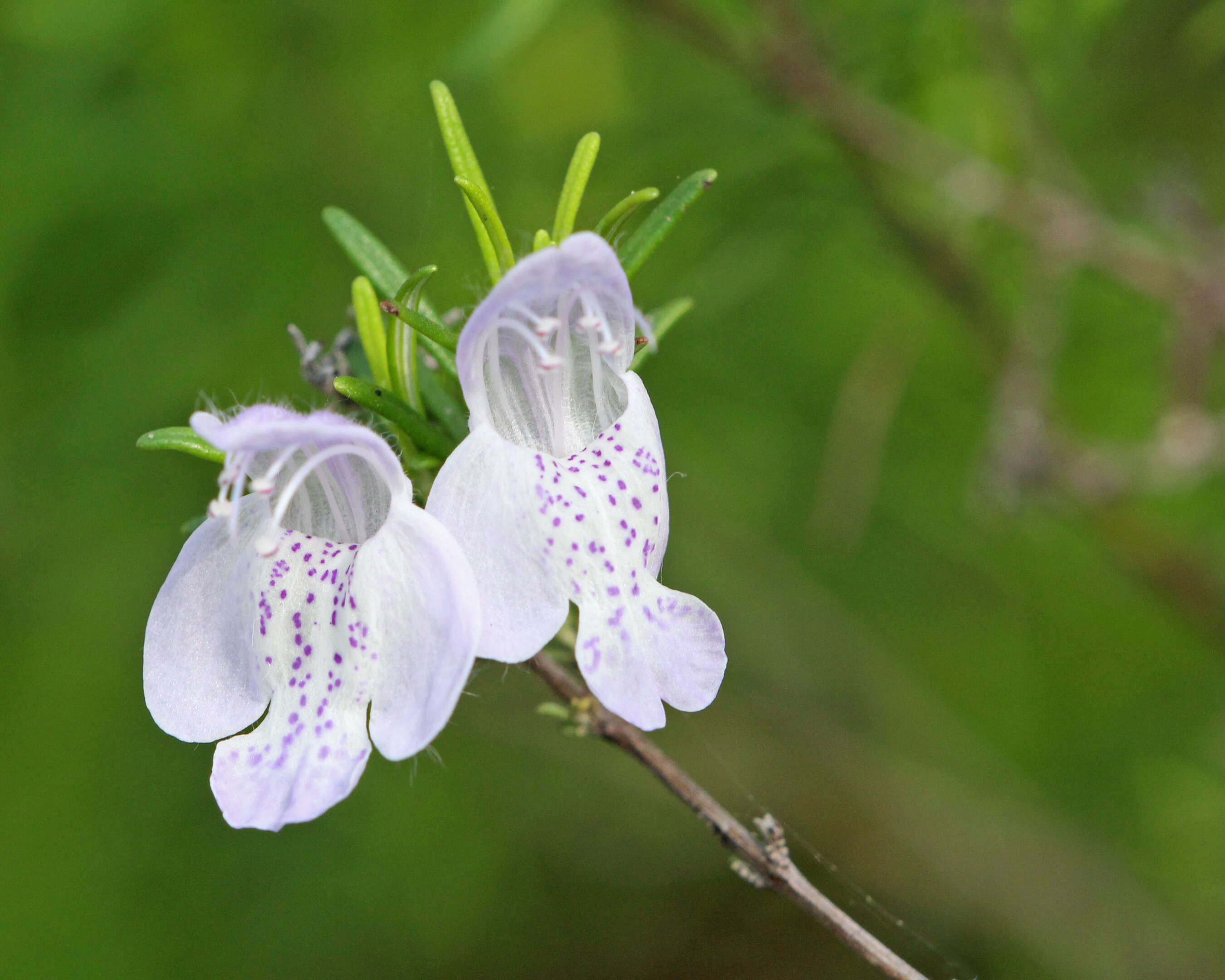 Image of largeflower false rosemary