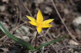 Image of Tulipa dasystemon (Regel) Regel