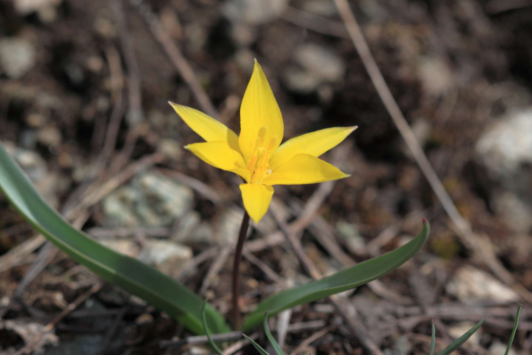 Image of Tulipa dasystemon (Regel) Regel