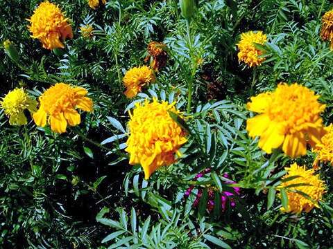 Image of marigold