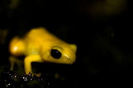 Image of Ginger Tree Frog