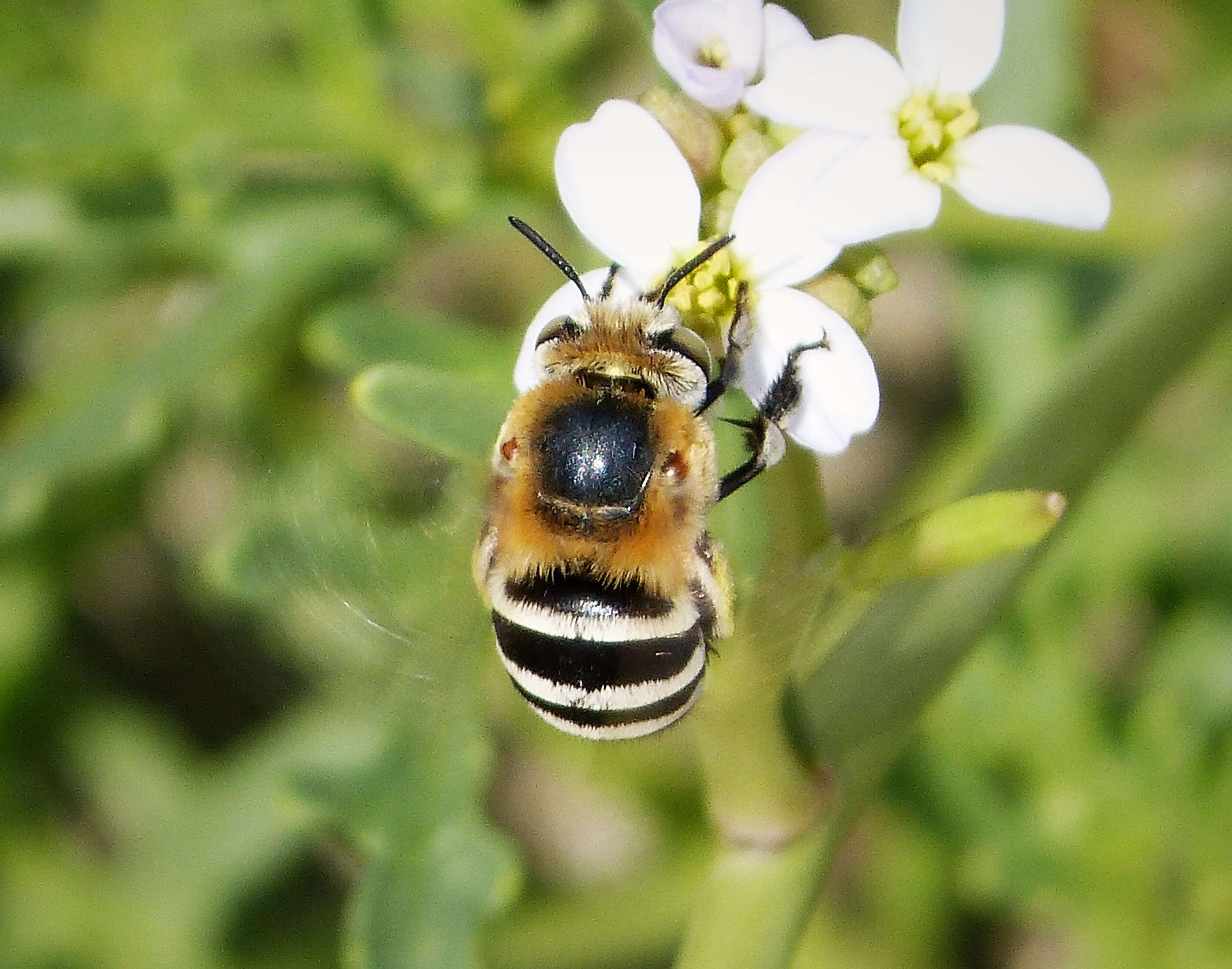 Image of Anthophorine Bees