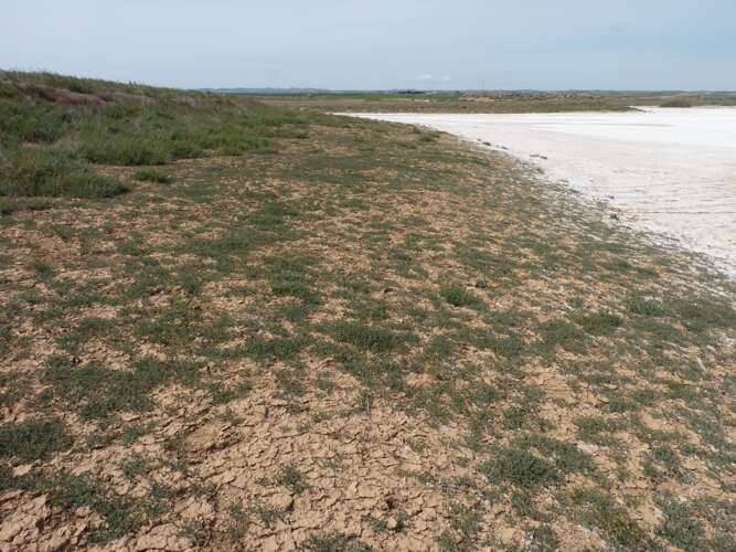 Image of sea-heath family