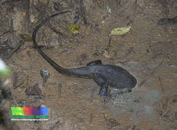 Image of monitor lizards