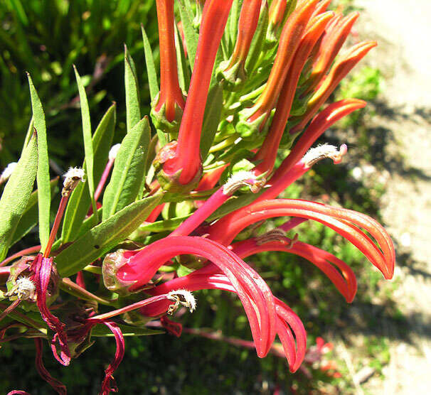 Image of Lobelia bridgesii Hook. & Arn.