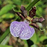 Image of Zygopetalum