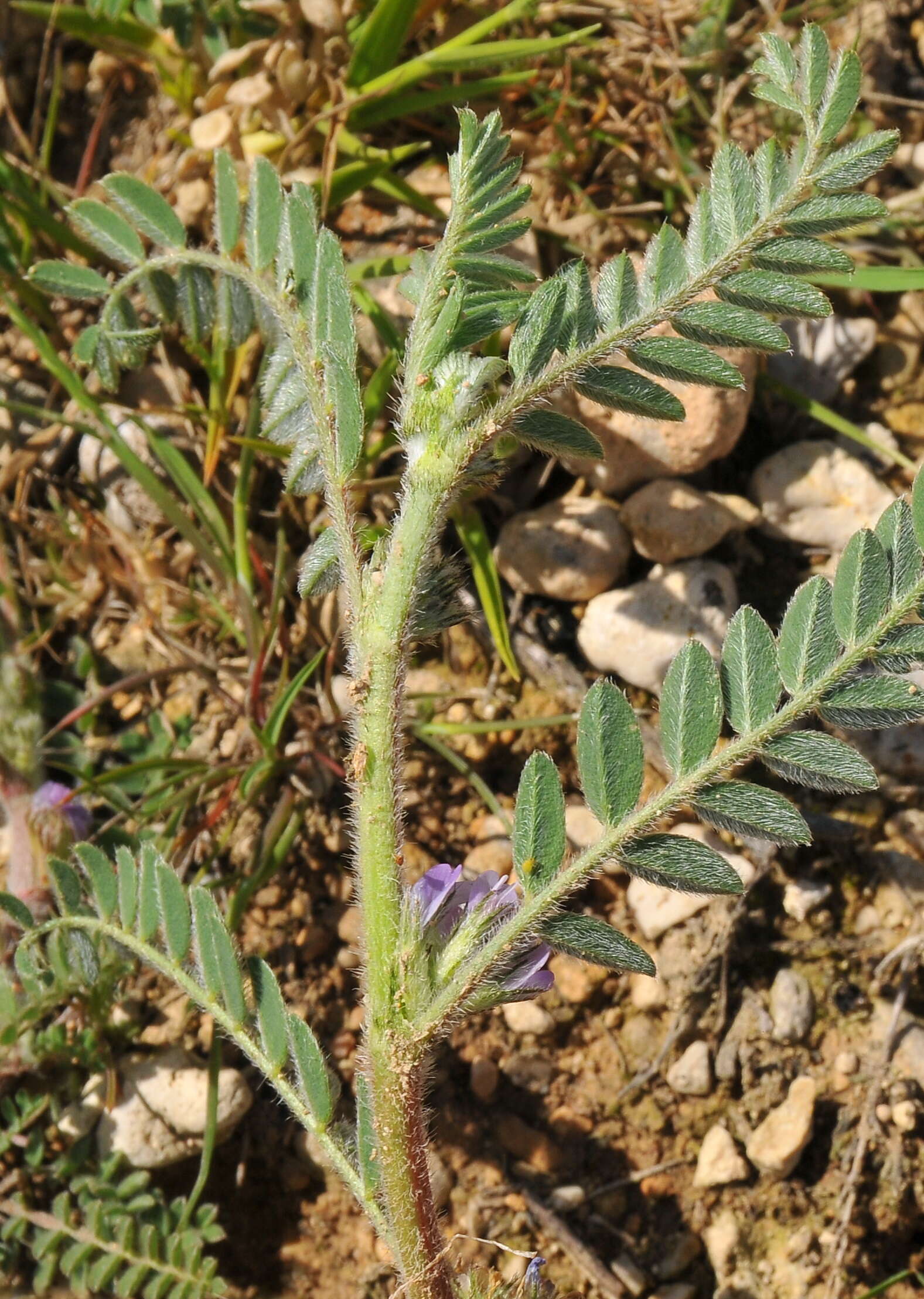 Слика од Astragalus sesameus L.