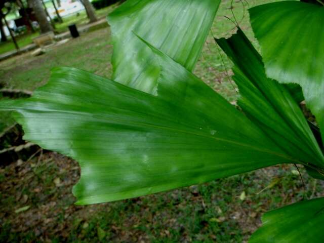 Image of fishtail palm