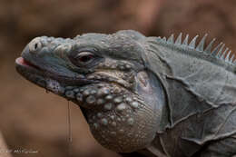 Image of Ground Iguanas