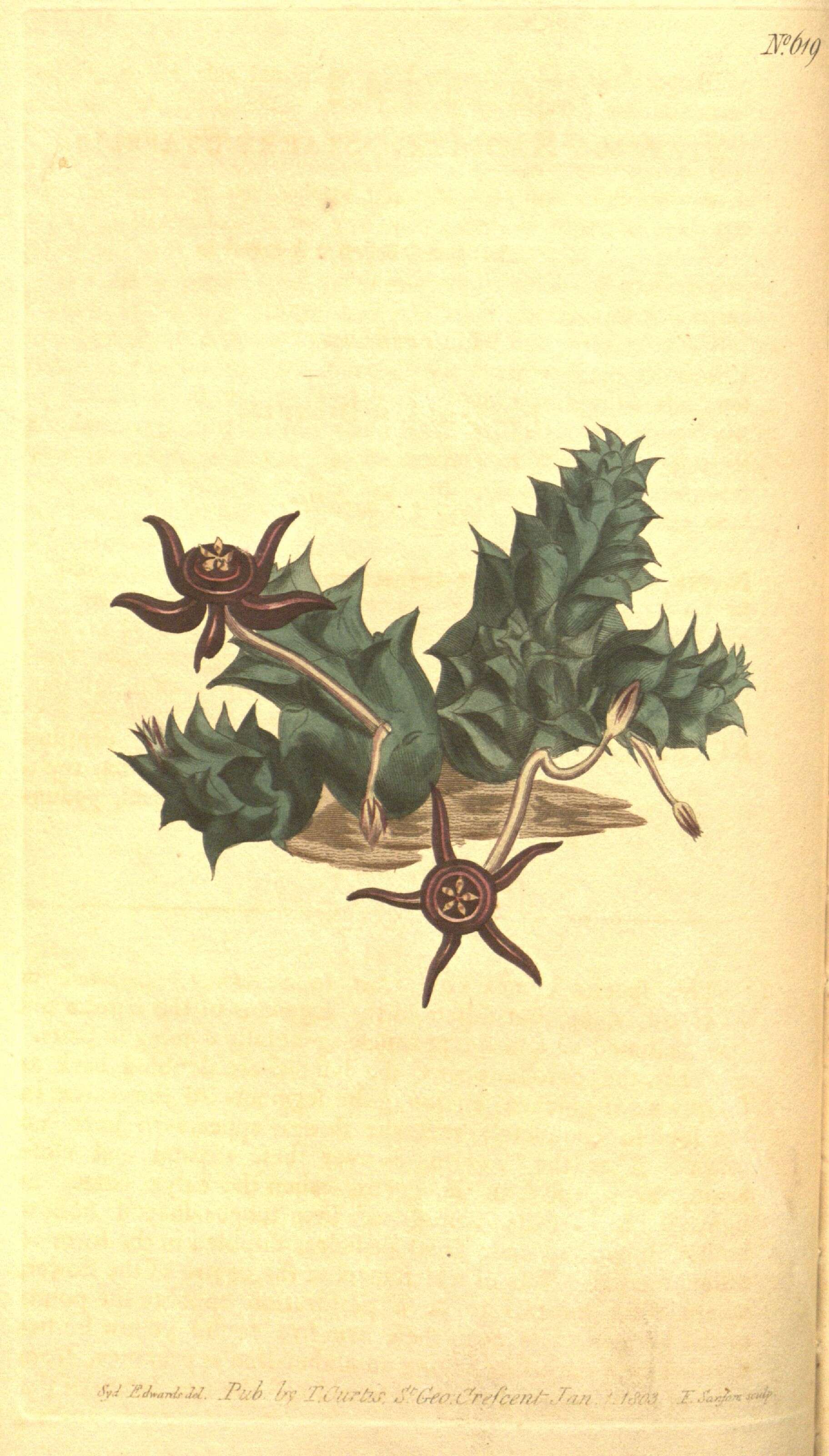 Image of Ceropegia jacquiniana (Schult.) Bruyns