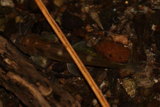 Image of Common mountain catfish