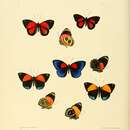 Image of Catagramma eunomia Hewitson 1853