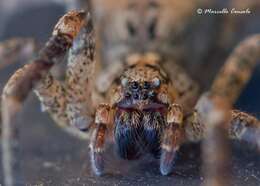 Image of false wolf spiders