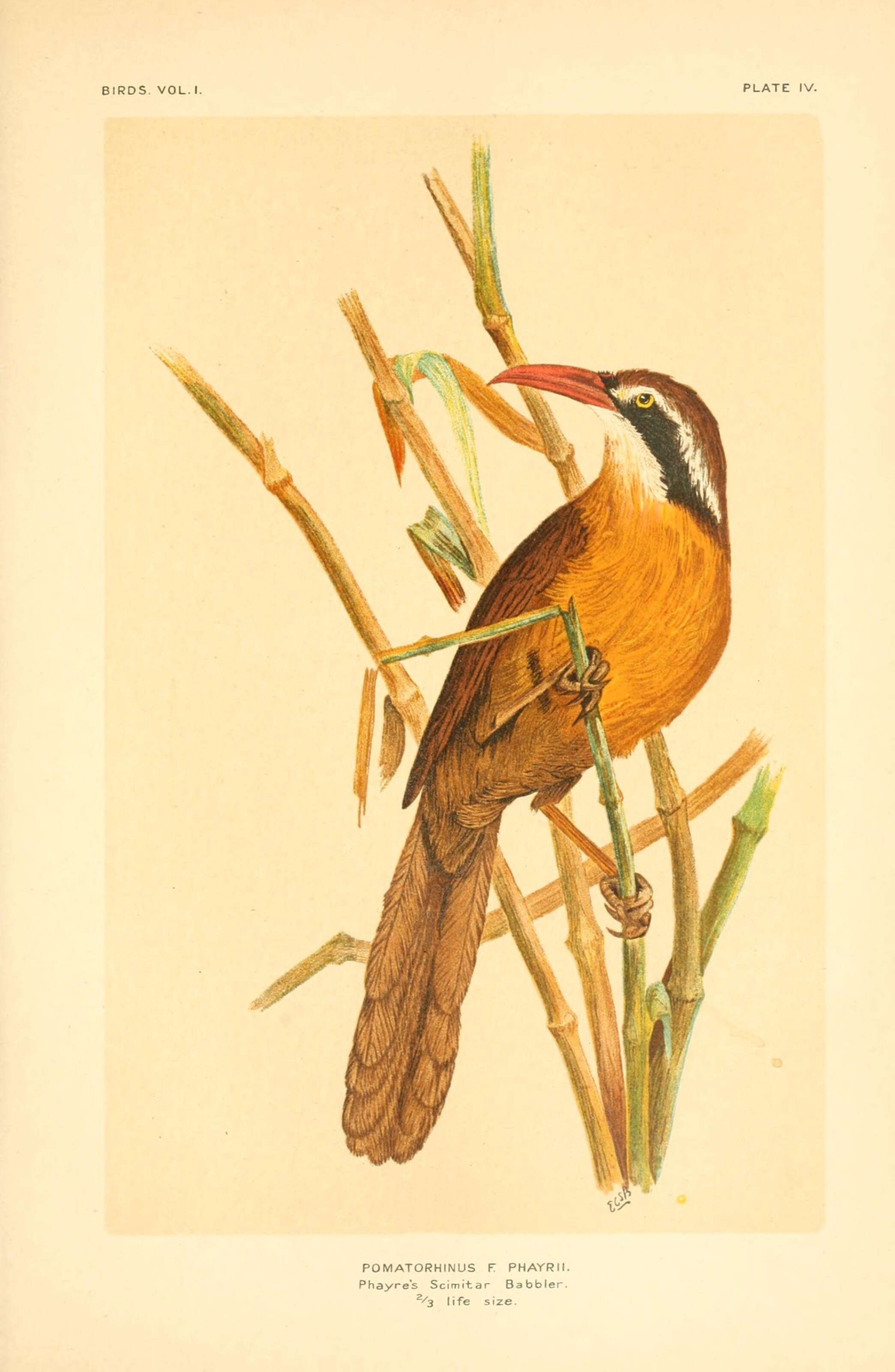 Image of Pomatorhinus Horsfield 1821
