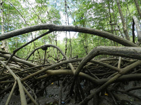 Image of mangrove