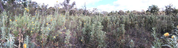 Image of Banksia stuposa (Lindl.) A. R. Mast & K. R. Thiele