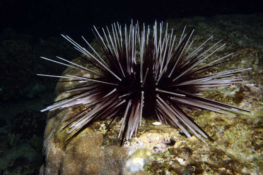 Image de Echinothrix calamaris (Pallas 1774)