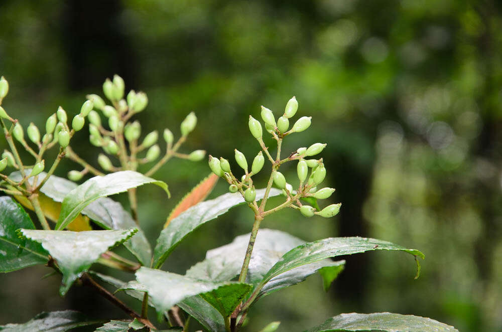 Image of Viburnum erubescens Wall.