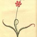 Image de Tritonia undulata (Burm. fil.) Baker