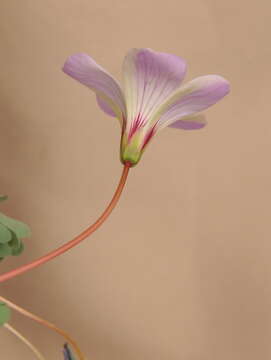 Image of Chilean Wood Sorrel