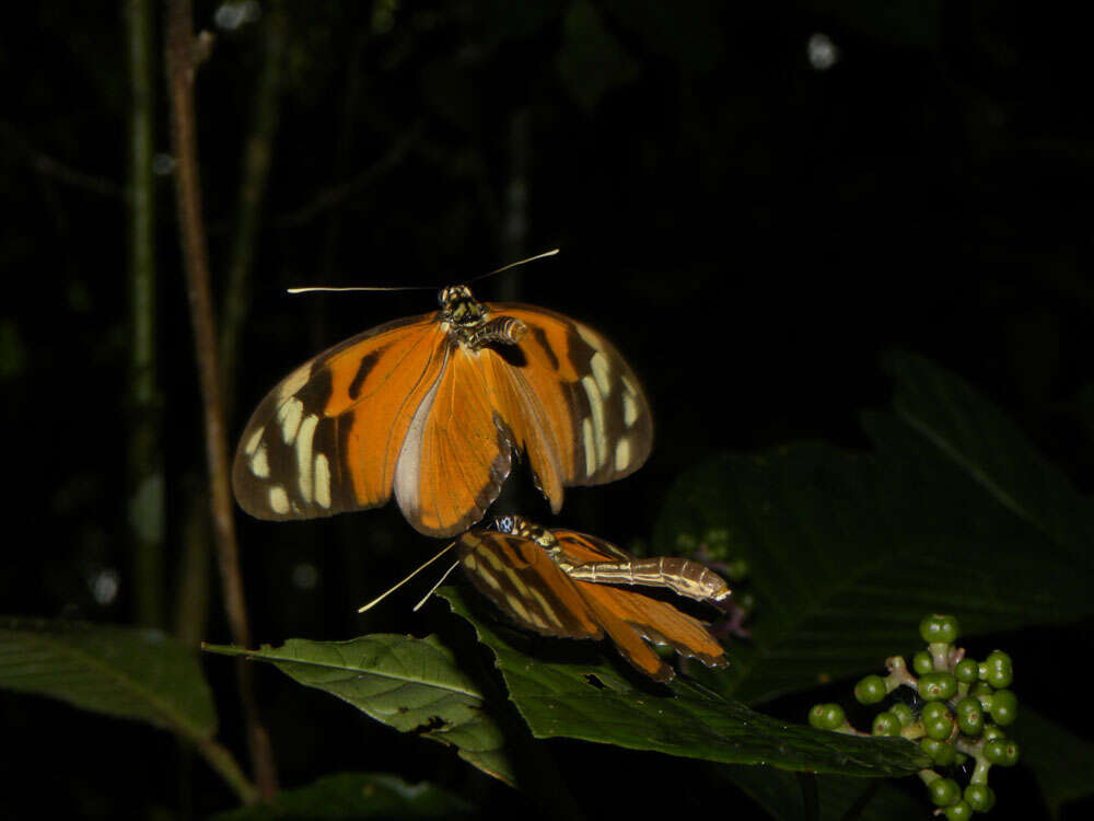 Image of Heliconius