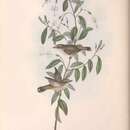 Imagem de Gerygone fusca (Gould 1838)